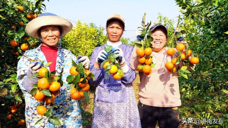 沃柑果栽培种植技术