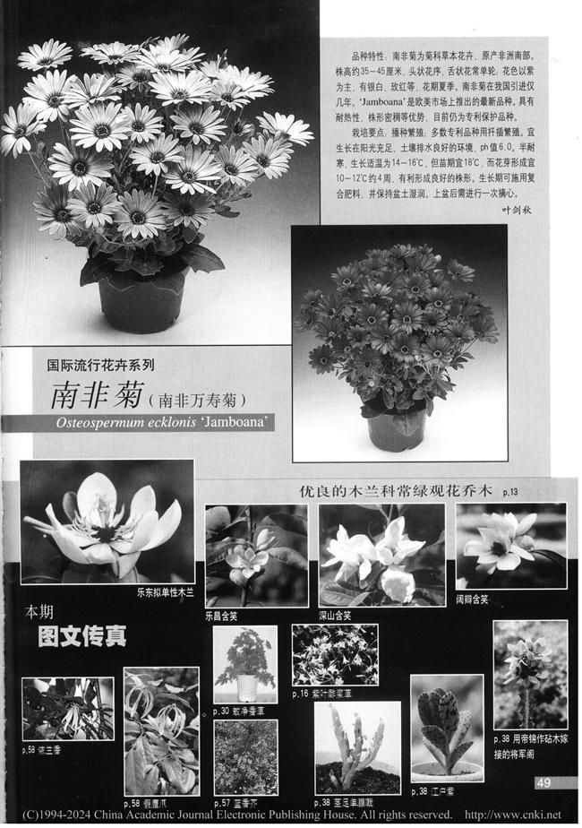 南非万寿菊的种植方法