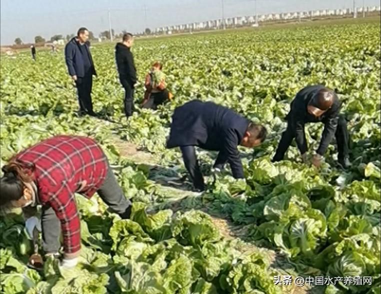 菜市场加州鲈鱼多少钱一斤