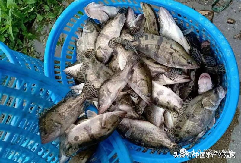 菜市场加州鲈鱼多少钱一斤