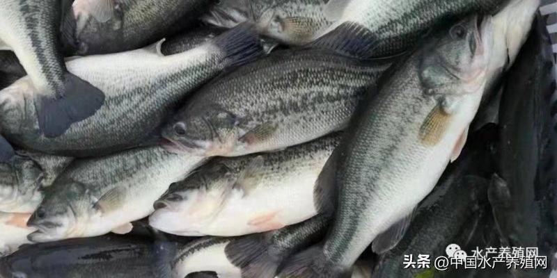 菜市场加州鲈鱼多少钱一斤