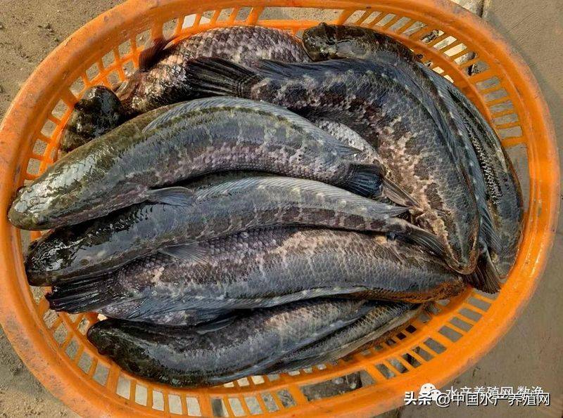 菜市场加州鲈鱼多少钱一斤