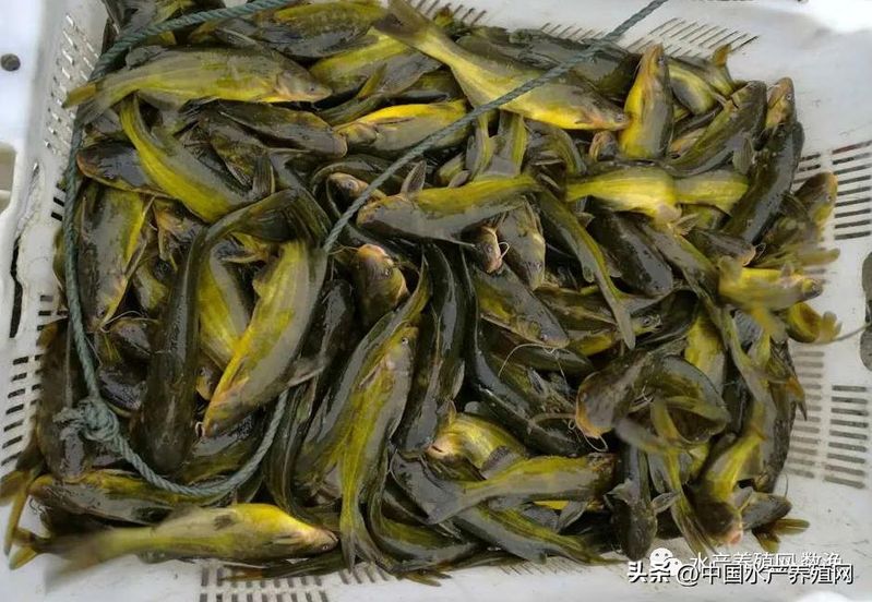 菜市场加州鲈鱼多少钱一斤