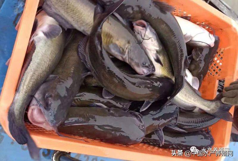 菜市场加州鲈鱼多少钱一斤
