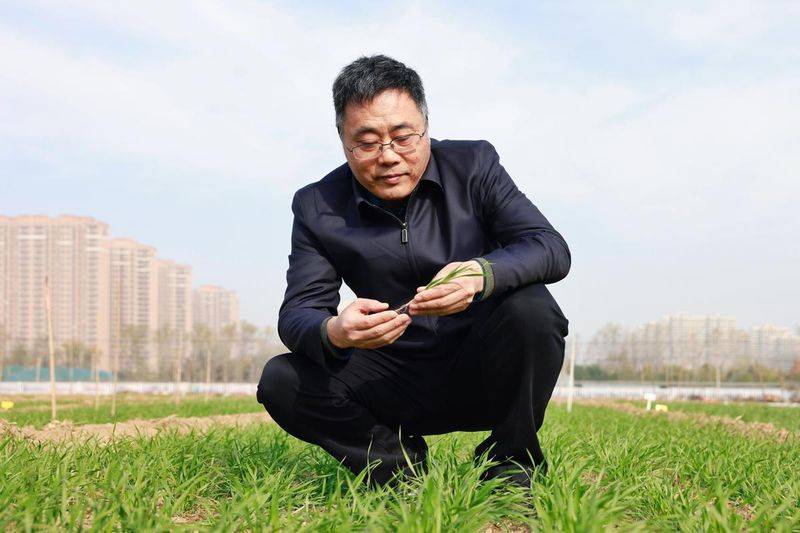 笤帚糜子种植技术