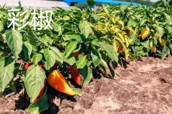 规模化种植蔬菜的成本
