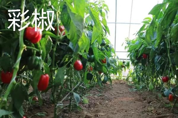 规模化种植蔬菜的成本