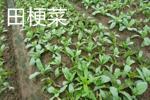 规模化种植蔬菜的成本