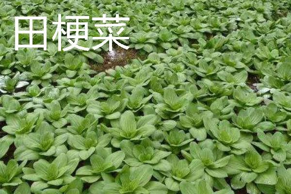 规模化种植蔬菜的成本