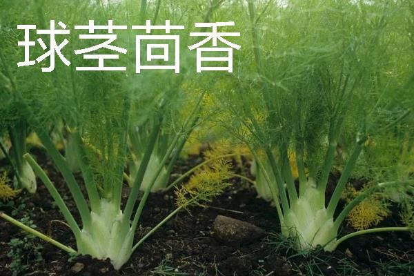 规模化种植蔬菜的成本
