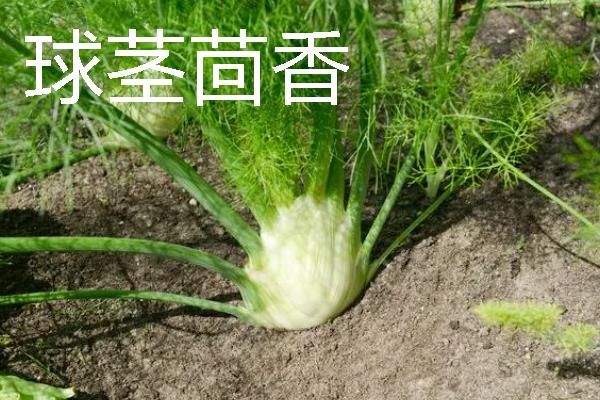 规模化种植蔬菜的成本
