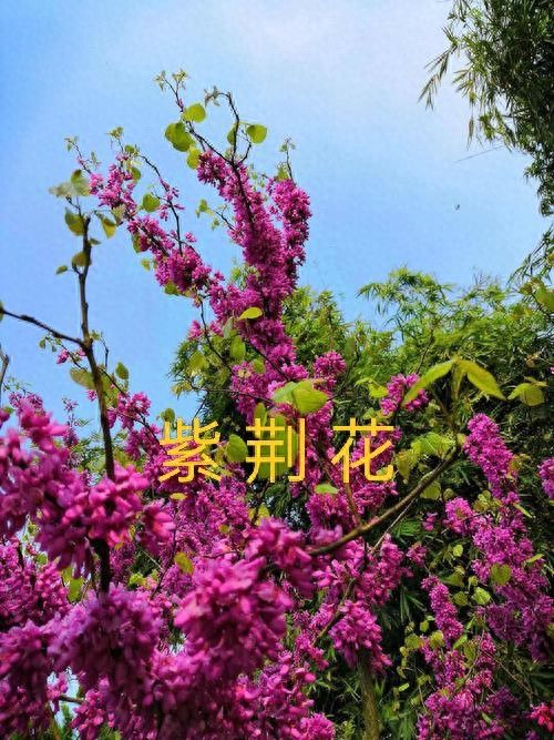 紫荆花种植方法