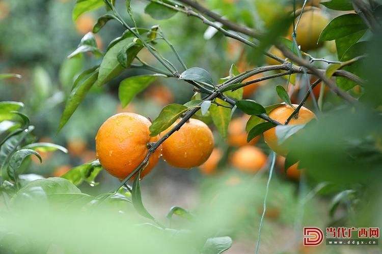 沃柑果栽培种植技术