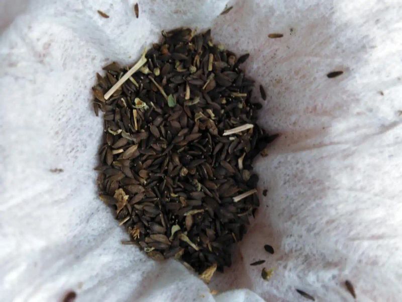 阳台泡沫箱种菜的步骤