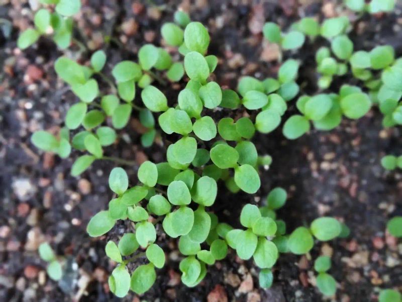 阳台泡沫箱种菜的步骤