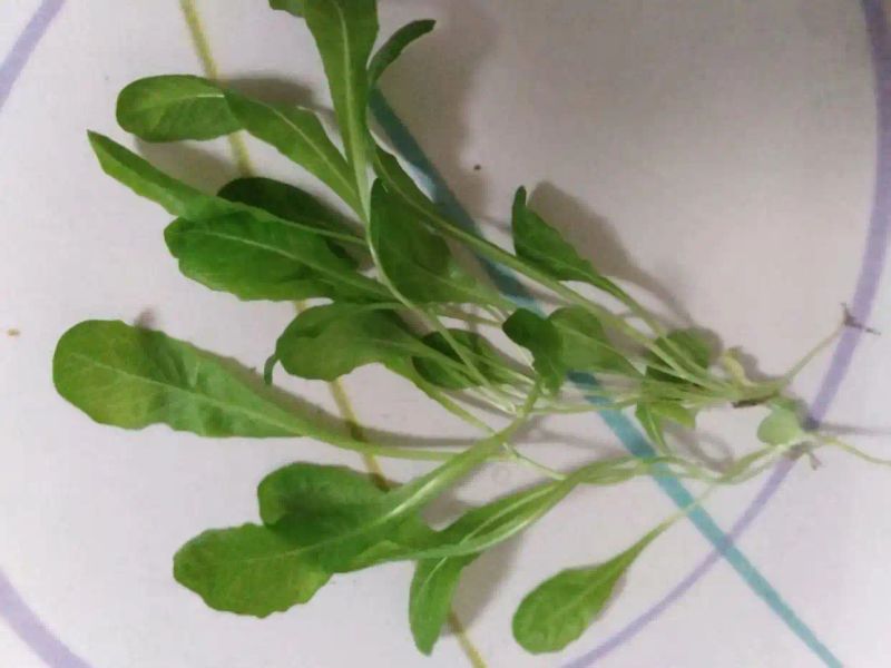 阳台泡沫箱种菜的步骤