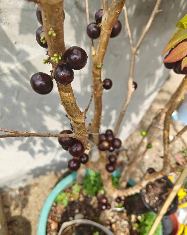 嘉宝果种植技术要点