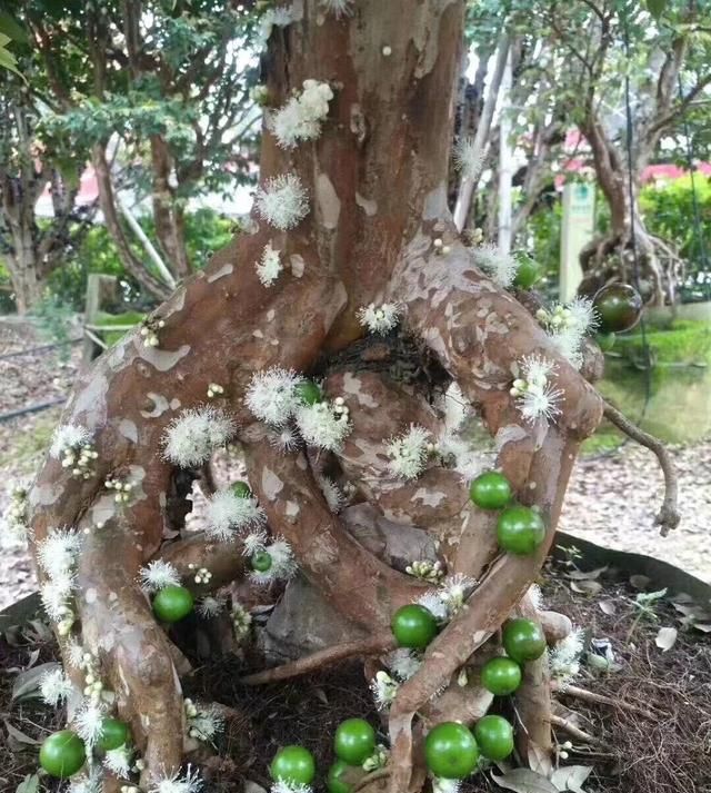 嘉宝果种植技术要点