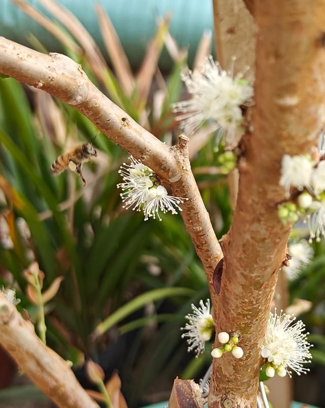 嘉宝果种植技术要点