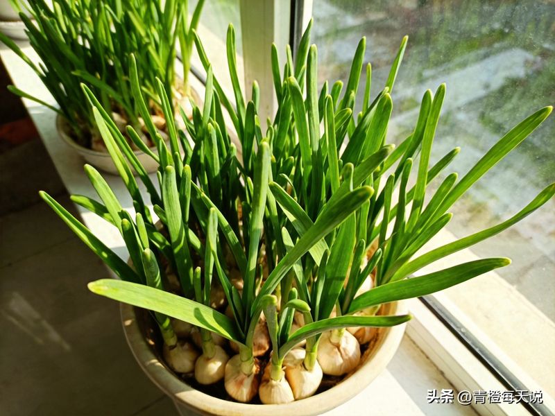 青蒜苗种植技术