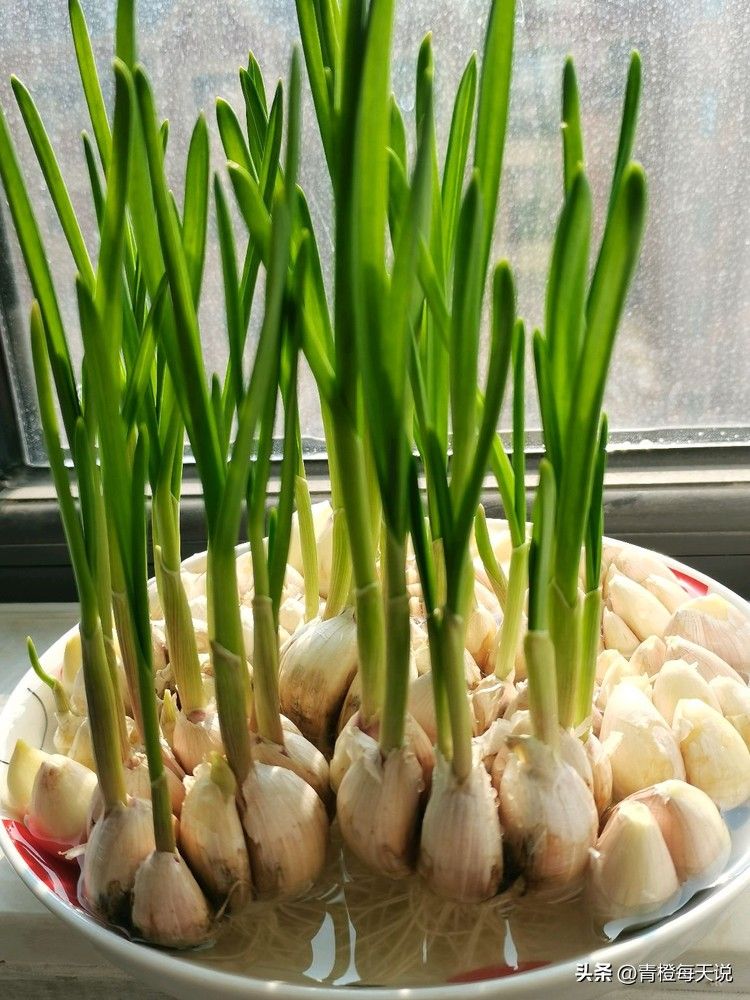 青蒜苗种植技术