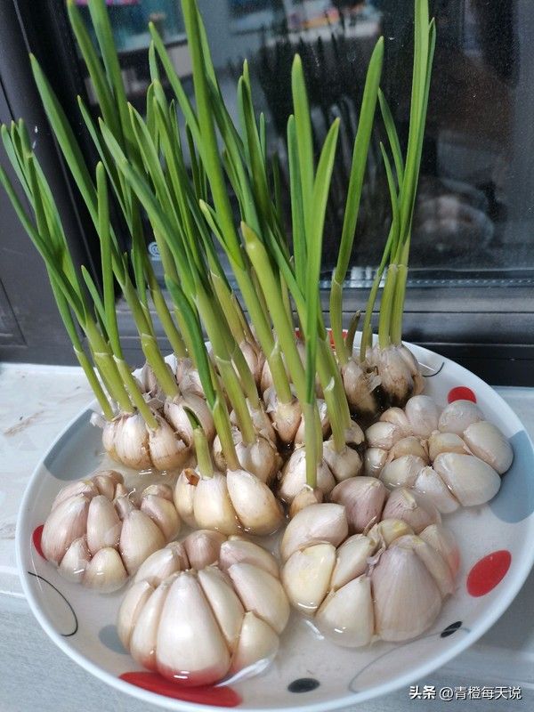 青蒜苗种植技术