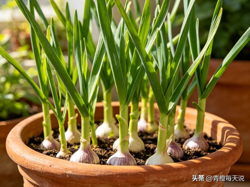青蒜苗种植技术