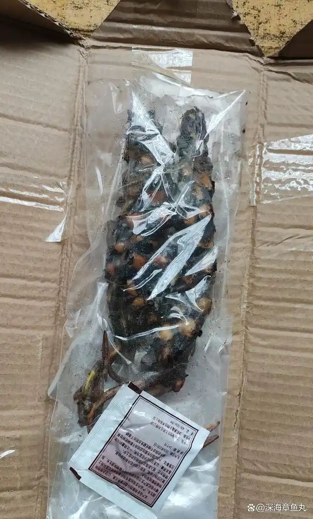 睡莲花的种植方法