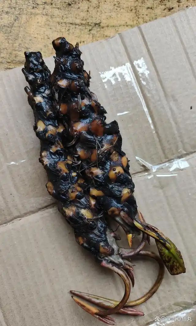 睡莲花的种植方法