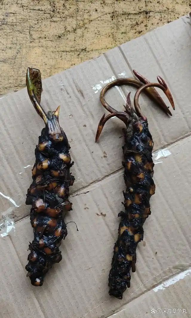 睡莲花的种植方法