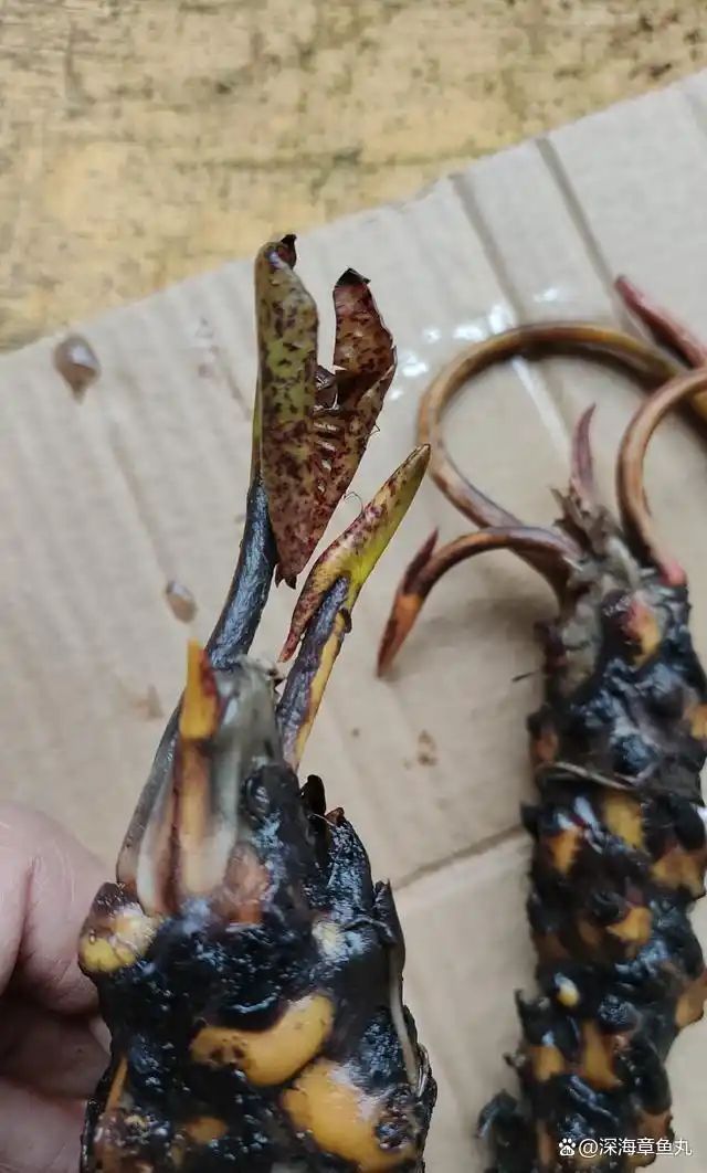 睡莲花的种植方法