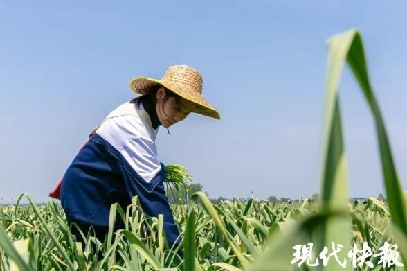 青蒜苗种植技术