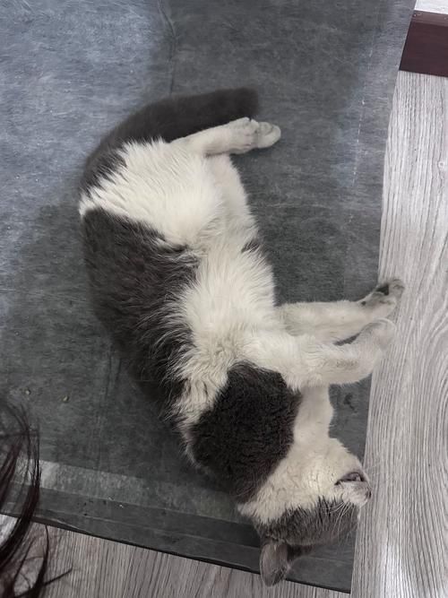 宠物狗泰迪价格