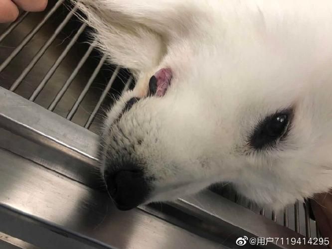 宠物狗泰迪价格