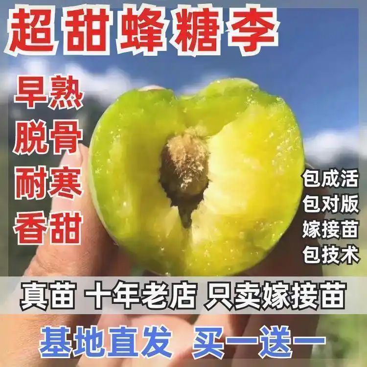 贵州适合种植什么果树