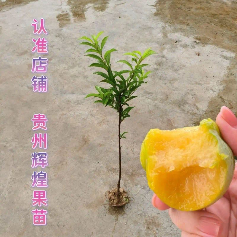 贵州适合种植什么果树
