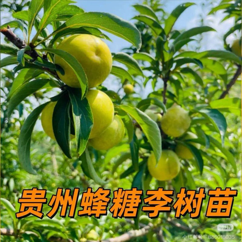 贵州适合种植什么果树