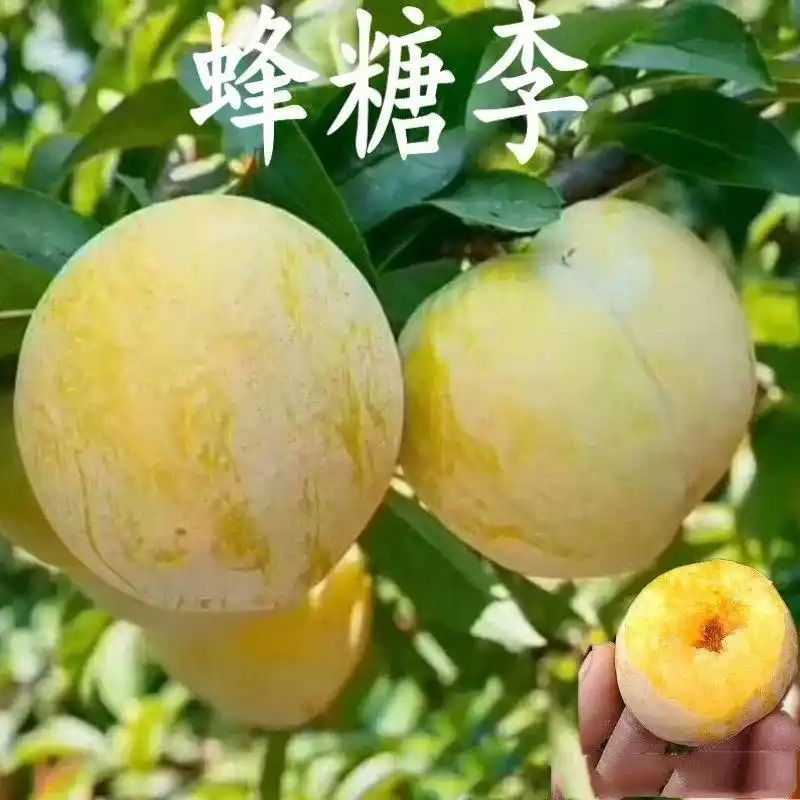 贵州适合种植什么果树