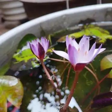 睡莲花的种植方法