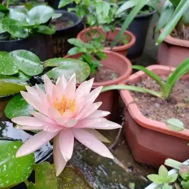 睡莲花的种植方法
