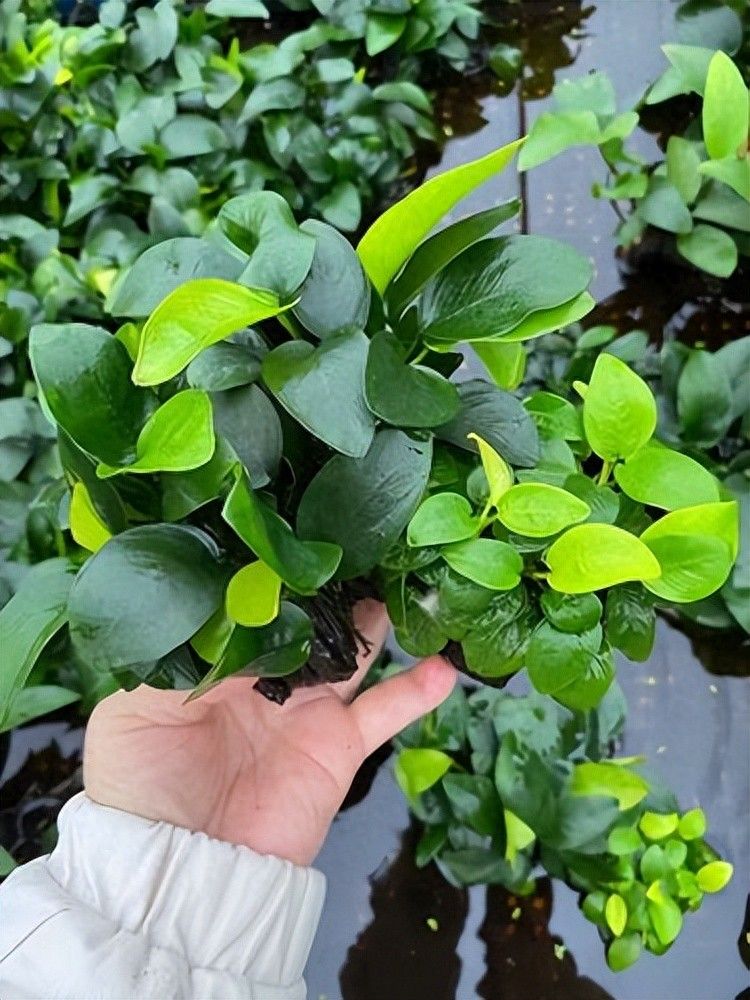 水草莫斯的种植技术