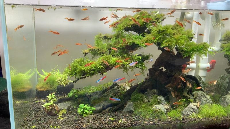 水草莫斯的种植技术