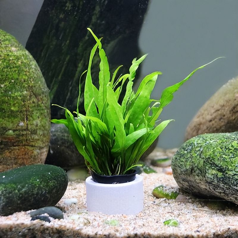 水草莫斯的种植技术