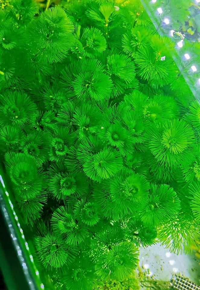 水草莫斯的种植技术