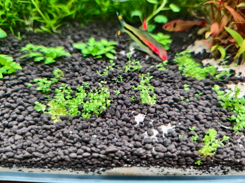 水草莫斯的种植技术