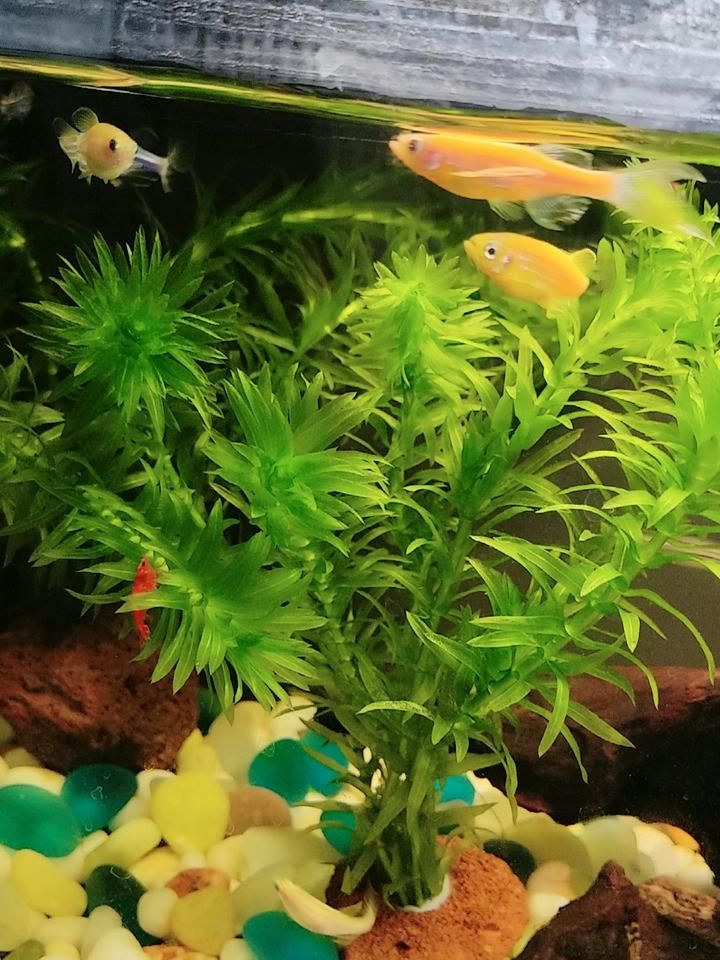 水草莫斯的种植技术