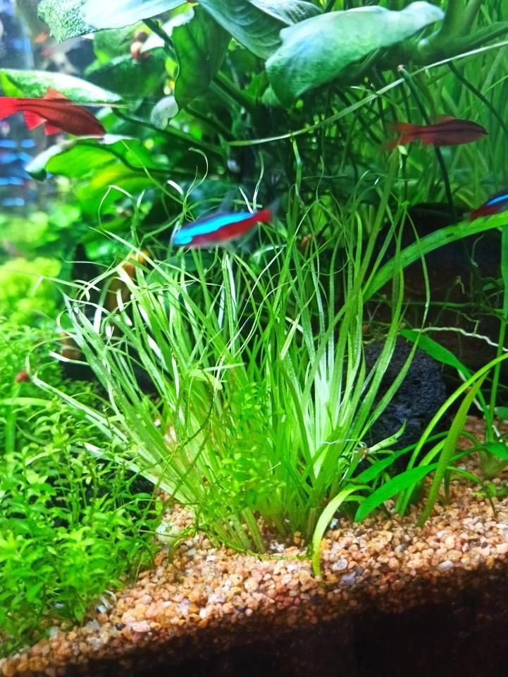 水草莫斯的种植技术