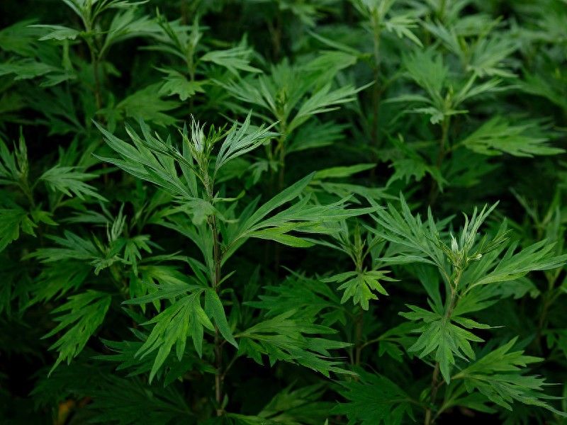 艾草怎么种植方法视频
