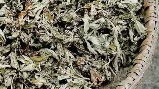 艾草怎么种植方法视频