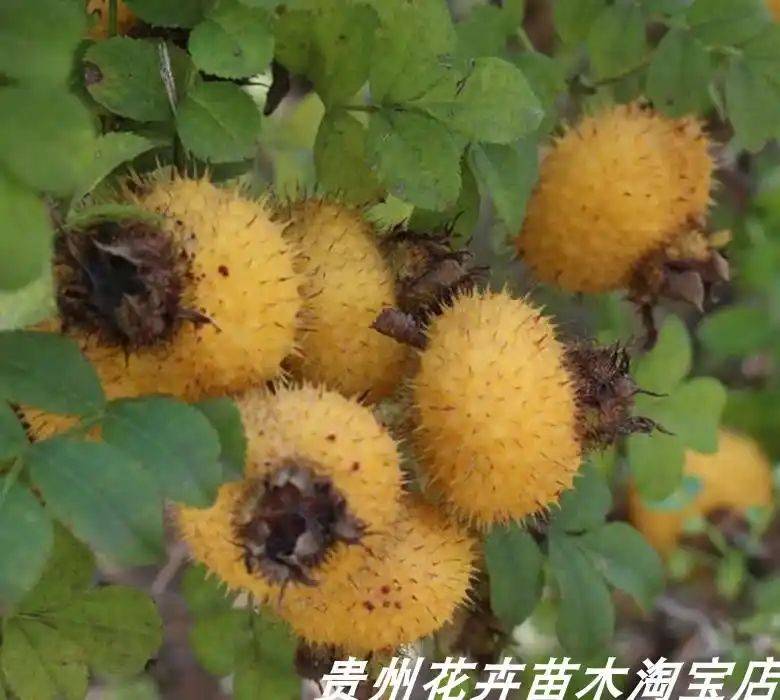 庭院种刺梨正流行,为何越来越多人钟情于这些品种?它们背后藏着什么独特优势,能让庭院焕发生机?